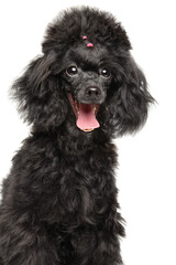Happy poodle puppy portrait - 749571538