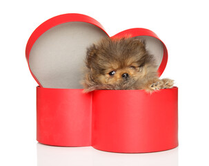 Pomeranian puppy sitting in a red heart-shaped box - 749571548