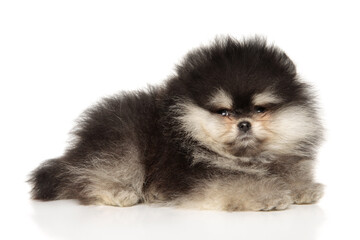 Pomeranian puppy lies on white background - 749571550