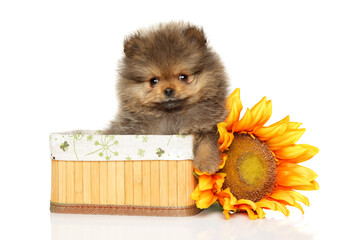 Pomeranian puppy in a wicker basket - 749571555