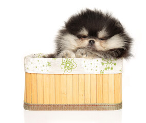 Pomeranian puppy lazily lies - 749571556