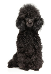 Black poodle puppy portrait - 749571559