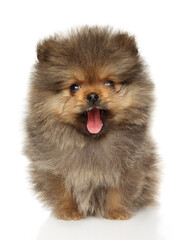Pomeranian Spitz puppy yawns - 749571571
