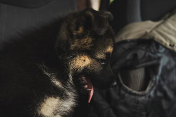 Eastern European Shepherd puppy sitting in a car