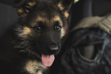 Eastern European Shepherd puppy sitting in a car