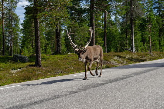 Reindeer on a forest road