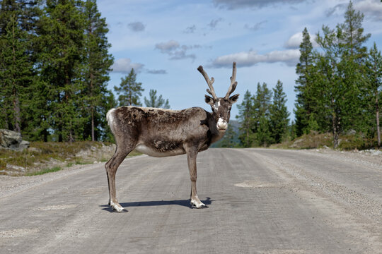 Reindeer on a forest road