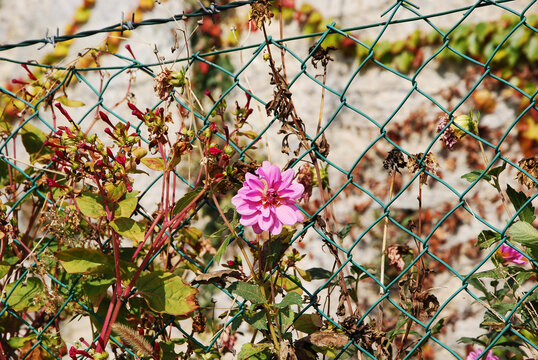 Un fiore rosa che spunta da una rete.
