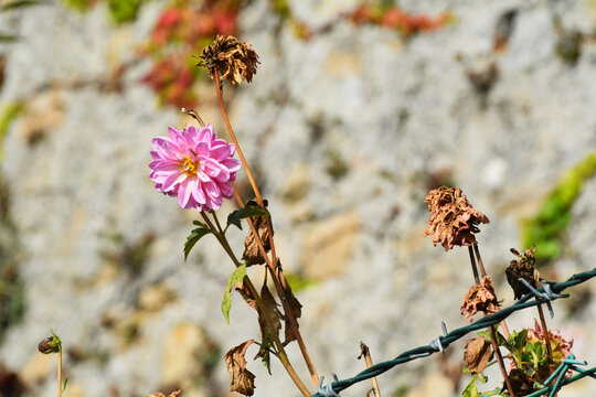 Un fiore rosa che spunta da una rete.