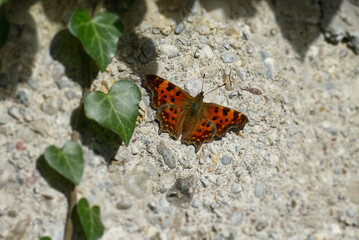 Comma butterfly (Polygonia c-album) sitting on a stone in Zurich, Switzerland