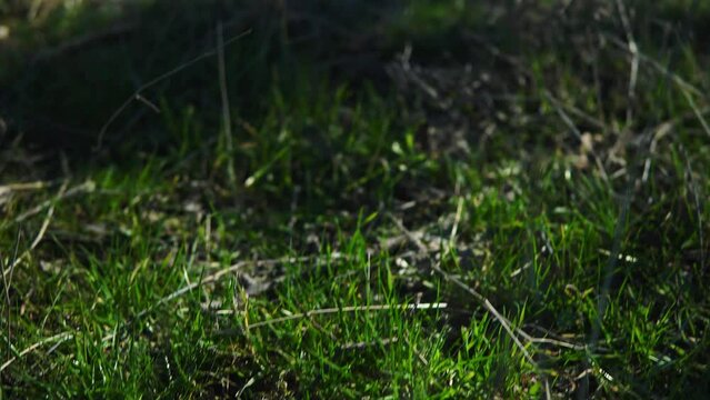 Pile of garbage on green grass in the nature environment problems. Nature protection. Environment pollution concept