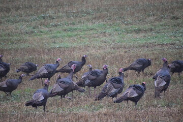 Wild turkeys in a field, Sainte-Apolline, Québec, Canada
