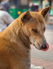 Chittagong, Bangladesh - March 2, 2024, Bangladeshi brown Street Dog after eating a tasty snack.