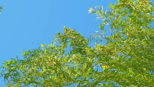 Bamboo Tree With Clear Sky. Natural Background With Many Branches And Green Leaves.