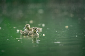 Canard