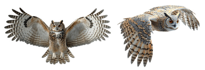 Set of owl isolated on the transparent background. The owl is flying. Wingspan.
