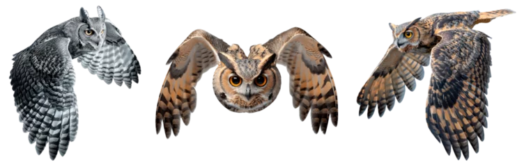 Fototapeten Set of owl isolated on the transparent background. An owl in flight flaps its large wings. © Honey Bear