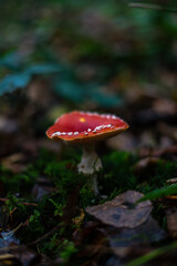 L'amanite tue mouche