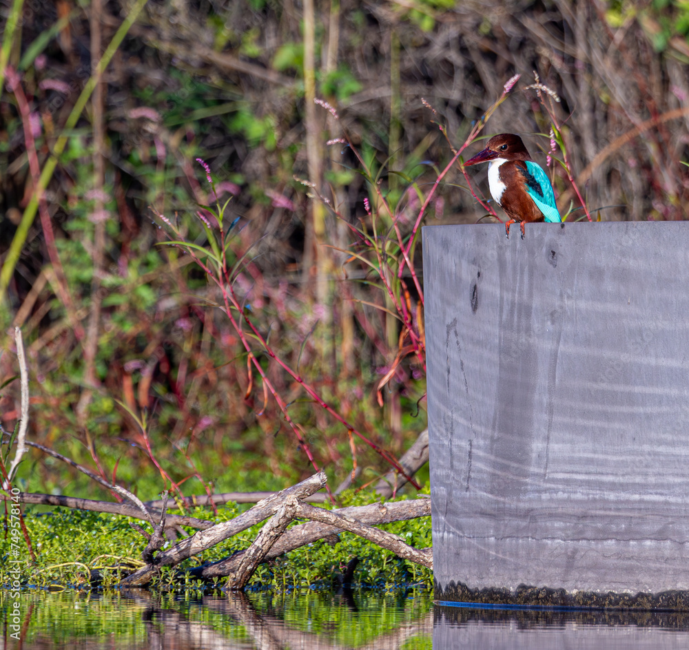 Wall mural kingfisher on branch