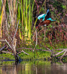 kingfisher on branch