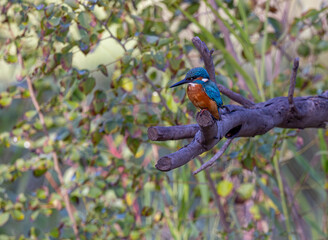 kingfisher on branch