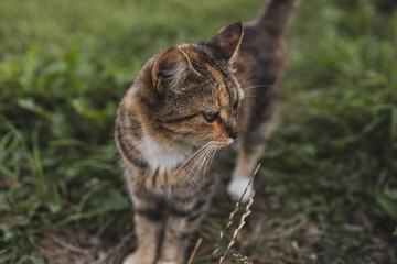 A rustic old exhausted cat lying on the grass
