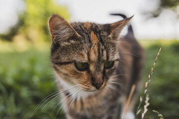 A rustic old exhausted cat lying on the grass
