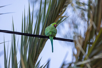 bird on a branch