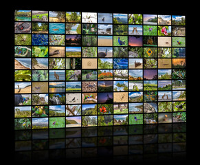A variety of images of Landscapes and Animals of Queensland Australia as a big image wall.