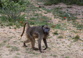 Chacma baboon in Kruger National Park, South Africa. Monkey walks and looks at camera. Safari in...