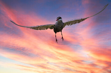 A whiskered tern against the rising sun.  Photographed in South Africa.