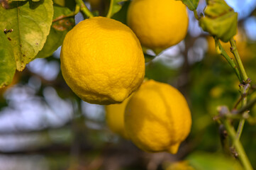 Bunch of Lemon fruit over green natural garden Blur background, Lemon fruit with leaves in blur background. 14