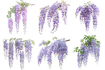 Wisteria set collection in 3d png transparent no background for decoration.