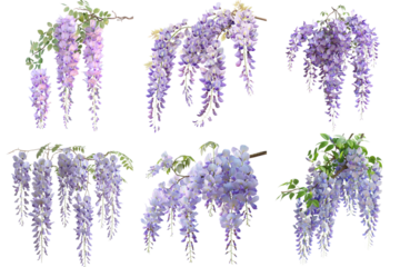 Wisteria set collection in 3d png transparent no background for decoration.