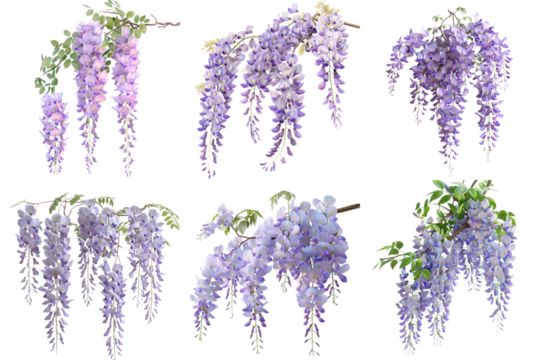 Wisteria set collection in 3d png transparent no background for decoration. - Powered by Adobe