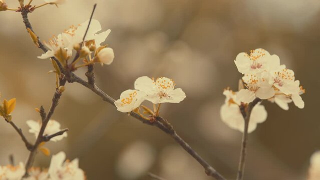 Spring Flowers. Branch Of A Purple Leaf Plum Tree Or Prunus Cerasifera. Red Brown Bark.