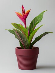 Houseplant in a burgundy pot against a background.