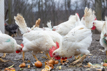 White laying hens eat outside