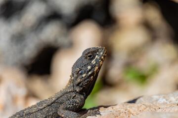 portrait lizard on a rock