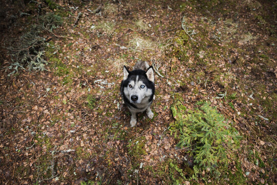 Husky dog is sitting ​​in the forest, photo with a wide-angle lens.
