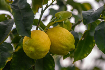 Bunch of Lemon fruit over green natural garden Blur background, Lemon fruit with leaves in blur background.7
