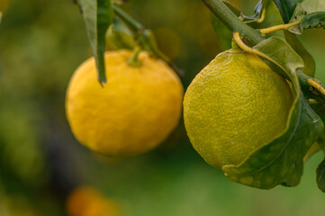 Bunch of Lemon fruit over green natural garden Blur background, Lemon fruit with leaves in blur background.16
