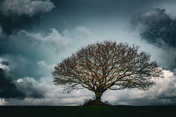 Fototapeta na wymiar Oak Tree in Cornish Landscape. 