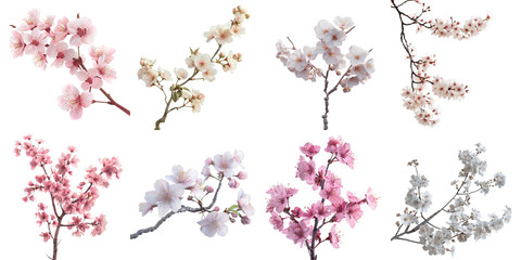 Sakura collection in 3d png transparent for product presentation.