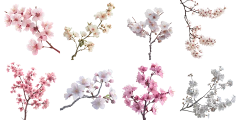 Fotobehang Sakura collection in 3d png transparent for product presentation. © Sun