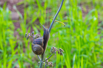 Big snail on a branch