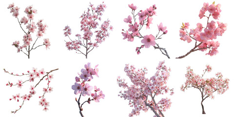 Set of sakura mockup in 3d without backoground png for decoration.
