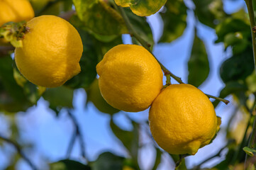 Bunch of Lemon fruit over green natural garden Blur background, Lemon fruit with leaves in blur background.1