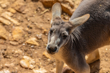 portrait of a young kangaroo
