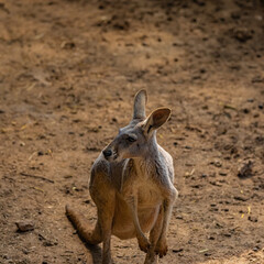 kangaroo in the desert